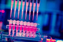 Los cient�ficos coinciden: el veneno de abeja es clave en la cura para el c�ncer de mama y abre la puerta a nuevas terapias