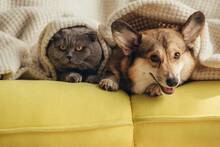 Confirmado por la Ley de Bienestar Animal: cruzar a nuestro perro o gato deja de ser un acto al alcance de todos