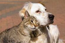 La Ley de Bienestar Animal lo confirma: tu perro o gato debe estar protegido frente a ruidos extremos