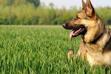 Ya ha entrado en vigor: la Ley de Bienestar Animal obliga a los due�os a no soltar a sus perros en zonas p�blicas