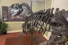 Es oficial: Reino Unido encuentra el 75% de un colosal dinosaurio de 6 metros que pertenece a una especie desconocida