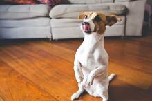 Confirmado por la Justicia: una comunidad de vecinos puede impedir que tengamos un perro en casa