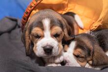 Europa endurece las normas: proh�be la cr�a de mascotas que da�e a los animales o genere riesgos de salud hereditarios