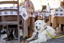 Ya es oficial: la Ley de Bienestar Animal prohíbe a los bares y restaurantes rechazar nuestra mascota sin un cartel visible