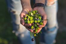 Marruecos da una lección a España: arrasa en el mercado del aceite de oliva y cambia para siempre su calidad alimentaria en 2026