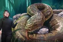 India halla una serpiente prehistórica de 15 metros y reaviva el debate sobre el mayor gigante terrestre