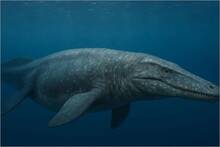 Marruecos desaf�a las normas: desentierra a un superdeprador marino de 66 millones de a�os que cambia el equilibrio natural