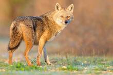 España desafía las normas: el chacal dorado desplaza al lobo en Europa y este nuevo depredador altera el equilibrio ecológico