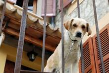 Ya ha entrado en vigor: Ley de Bienestar Animal prohíbe de forma clara y dura tener a perros en terrazas o balcones