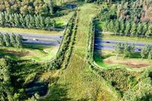Ya es oficial: China construye 'un puente biol�gico' de 240 metros, cruzar� un canal y ser� solo para animales salvajes