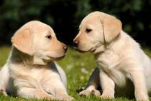 Ya es oficial: a Ley de Bienestar Animal prohíbe la adopción y cesión de cachorros menores de 2 meses