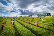 Nueva Zelanda marca las normas: la plantaci�n de esta infusi�n milenaria triunfa durante m�s de 30 a�os donde parec�a imposible