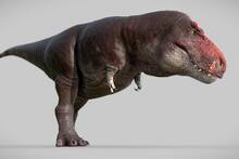 Los expertos coinciden: hemos vivido una mentira con el Tiranosaurio rex y la ciencia confirma que 'era un animal distinto'