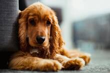 Ya entró en vigor: la Ley de Bienestar Animal obliga a los propietarios de perros a contratar un seguro de responsabilidad civil