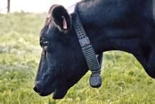 Nueva Zelanda cambia las normas: crea collares inteligentes para controlar a las vacas y eliminar los cercados con alambres