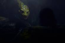 Hoy en Netflix el live-action m�s oscuro del nuevo director de 'El Se�or de los Anillos': 104 minutos que reinventan un cl�sico