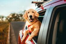 Ya entr� en vigor: la Ley de Bienestar Animal proh�be en Espa�a viajar con mascotas sin ventilaci�n y climatizaci�n adecuadas