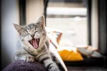Los veterinarios coinciden: los gatos m�s cari�osos tambi�n son los que m�s atenci�n reclaman cada d�a