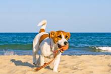 Oficial: Espa�a tiene 15 millones de mascotas, supera al n�mero total de ni�os y confirma la apertura de m�s playas a los perros