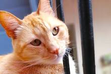 Carlos Gutiérrez, veterinario: 'La mayoría de los gatos naranjas en realidad son atigrados y por eso resultan tan cercanos'