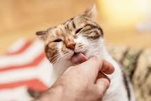 Los veterinarios coinciden: 'Cuando un gato lame a su due�o est� mostrando cari�o, tambi�n puede estar revelando estr�s oculto'