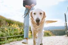 Los veterinarios lo confirman: no todos los perros soportan el calor de igual forma al salir a pasear en verano