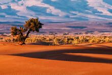 �frica cambia las normas: encuentra una inesperada aliada en su lucha contra el desierto capaz de restaurar ecosistemas completo