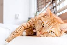 Los veterinarios coinciden: la personalidad de los gatos est� influenciada por la de sus due�os y su clima en casa
