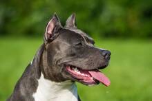 Ya entr� en vigor: la Ley de Bienestar Animal exige un seguro de responsabilidad civil para los propietarios de perros