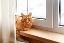 Los veterinarios coinciden: quienes tienen un gato deber�an tener redes en balcones, terrazas y ventanas