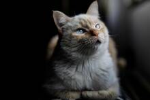 Los veterinarios coinciden: la obesidad en los gatos est� condicionada por la actitud y personalidad de sus due�os