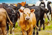 Alarma y preocupación en Estados Unidos: reaparece el parásito 'come carne viva' tras 60 años y sacude al sector cárnico
