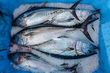 Alarma y preocupación en España: la toxina que altera la percepción del frío y el calor y desconcierta a los pescadores canarios