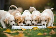 Ya es oficial: la Ley de Bienestar Animal prohíbe a los dueños y particulares que sus mascotas tengan crías