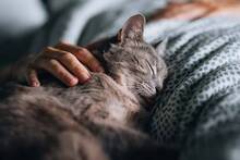 Pablo Olmedo, veterinario: 'Dormir con tu gato aporta seguridad y facilita conciliar el sueño más rápido'