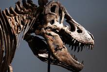 Ya es oficial: venden el esqueleto de un T.rex de 67 millones de años por más de 43 millones de euros en una venta histórica