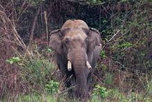 El elefante más temido de Nepal vuelve a matar: Dhurbe suma 25 víctimas y sigue sin ser capturado 14 años después