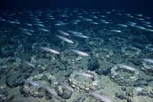 Hallan bajo la Antártida una gigantesca ciudad submarina con más de 60 millones de peces: un ecosistema oculto imposible