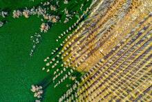 China plant� millones de �rboles hace 48 a�os: 66.000 millones despu�s, su 'Gran Muralla Verde' est� 'aniquilando' ecosistemas