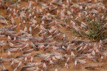 Marruecos cambia de estrategia: drones y biopesticidas para frenar la plaga que devora 80 toneladas de cultivos al día