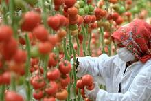 Marruecos cambia de estrategia: actualiza 555.000 hectáreas de regadío para producir más alimentos con menos agua