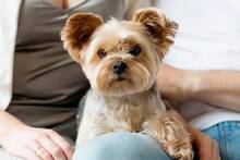 La UE cambia las normas para las mascotas: desde 2028 todos los perros y gatos deber�n llevar microchip