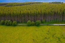 España plantó millones de árboles en 1940: casi 86 años después, están 'devorando' la flora y fauna de todo el país