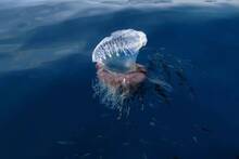 Alerta en Espaa por la presencia de una de las medusas ms peligrosas del mundo: 'Ya ha atacado a 52 baistas'