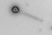 Cientficos no dan crdito al encontrar un virus submarino gigante en el fondo del Pacfico con una estructura 'extraterrestre'