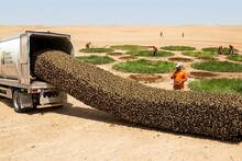 Millones de abejas congeladas fracasan en el Sáhara: colmenas derretidas a 70 °C y miles de millones de árboles muertos