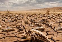 El planeta Tierra ya ha sufrido 5 extinciones masivas en el pasado y la sexta est� a punto de comenzar