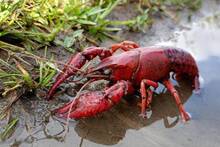 Un arist�crata solt� miles de cangrejos rojos en el Guadalquivir en 1974: 50 a�os despu�s, la invasi�n es irreversible