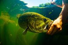 Unos pescadores trajeron la perca americana a España en 1955: 70 años después, la temida 'black bass' es la peor especie invasor