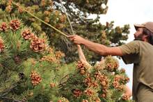80 a�os despu�s, una plaga imparable obliga a cerrar una m�tica granja de frutos secos y pone en peligro cultivos de Italia